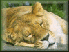 Sleeping Lioness